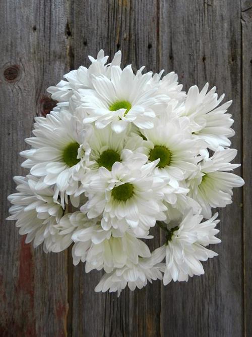 ATLANTIS  WHITE DAISY POMPONS